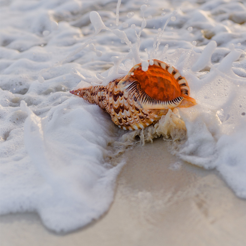 Spuma di Mare (ricarica) - immagine 2